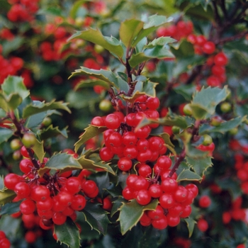 Ilex x meserveae 'Blue Princess' - Blue Princess Holly