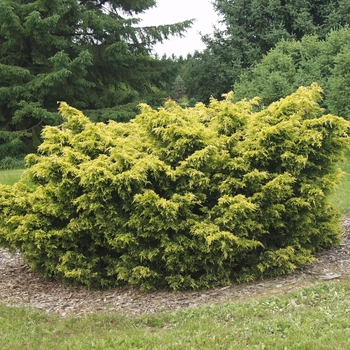 Juniperus chinensis 'Saybrook Gold' - Saybrook Gold Juniper