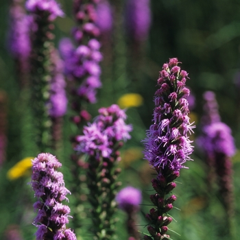 Liatris spicata - Gayfeather