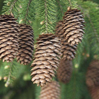 Picea abies 'Acrocona' - Acrocona Spruce