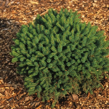 Picea glauca 'Little Globe' - Globosa