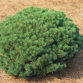 Pinus mugo 'Mops' - Mugo Pine