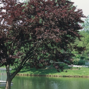 Prunus cerasifera 'Newport' - Newport Purple Leaf Plum
