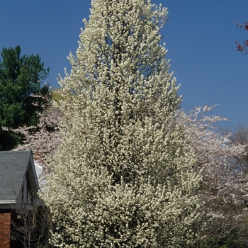 Pyrus calleryana 'chanticleer' - Callery Pear