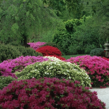 Multiple Varieties - Azalea