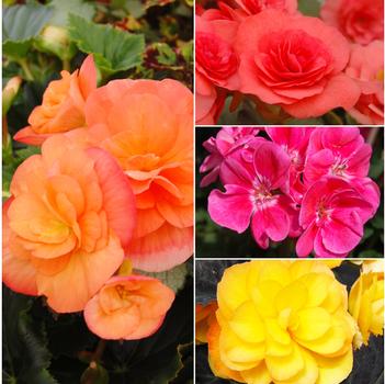 Lush, extravagant color - Begonias