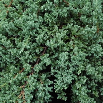 Juniperus procumbens 'green mound' - Greenmound