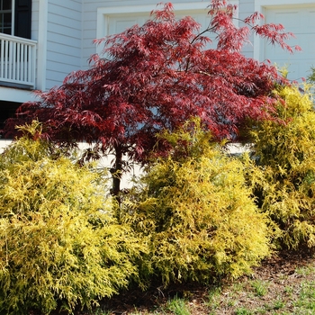 Chamaecyparis pisifera 'sungold' - Golden Mop Cypress