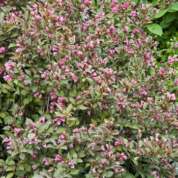 Weigela florida 'Wine & Roses®' - Weigela