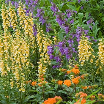 Digitalis 'Spice Island' - Foxglove