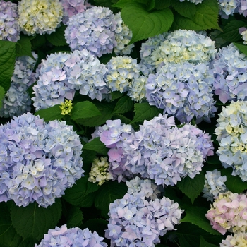 Hydrangea macrophylla 'Endless Summer' - Re-blooming Hydrangea