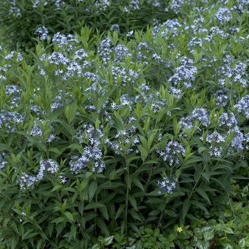 Blue Star Flower