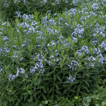 Amsonia tabernaemontana - Blue Star Flower