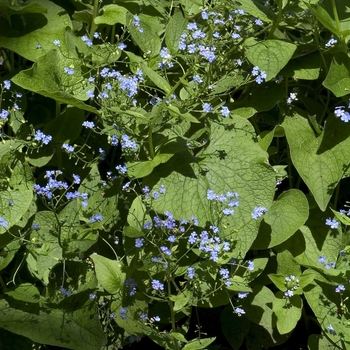 Brunnera macrophylla - False forget-me-not