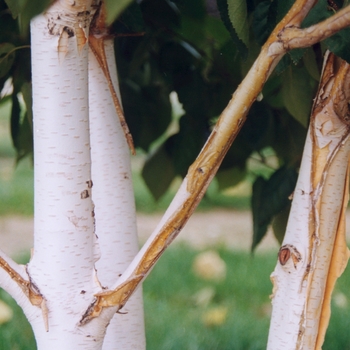Betula jacquemontii - Whitebarked Himalayan Birch