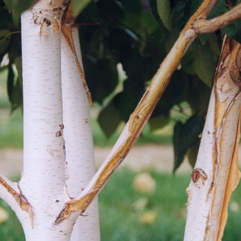 Whitebarked Himalayan Birch