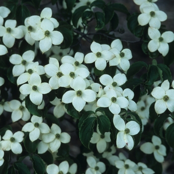 Cornus kousa - Chinese Dogwood or Kousa Dogwood