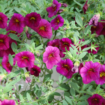 Calibrachoa - Million Bells