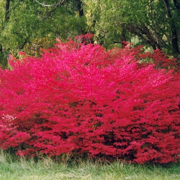 Euonymus alatus 'Compactus' - Burning Bush