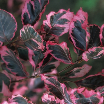 Fagus sylvatica 'Roseo-marginata' - Tricolor Beech