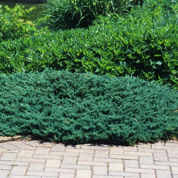 Juniperus horizontalis 'Blue Chip' - Creeping Juniper