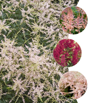 Multiple Varieties - False Spirea - Astilbe