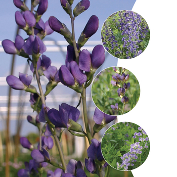 Multiple Varieties - Baptisa - False Indigo