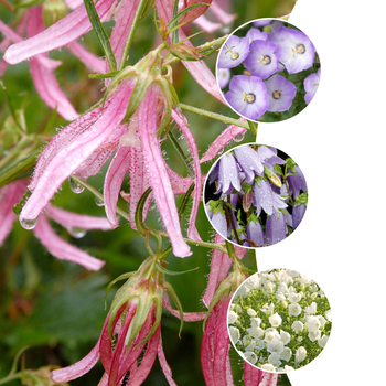 Multiple Varieties - Campanula - Bellflower