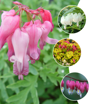 Multiple Varieties - Dicentra - Bleeding Heart