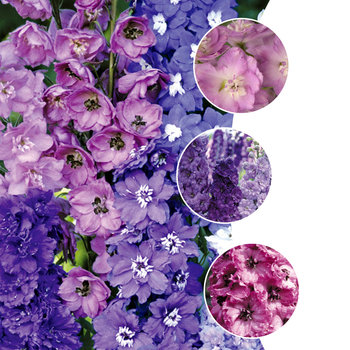 Multiple Varieties - Delphinium