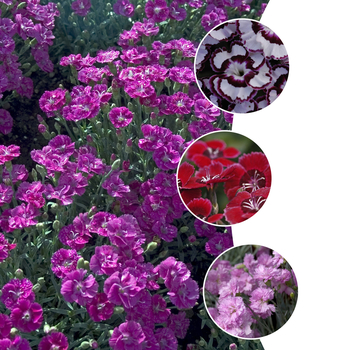 Multiple Varieties - Dianthus
