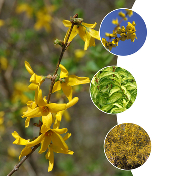 Forsythia 'Multiple Varieties' - Forsythia