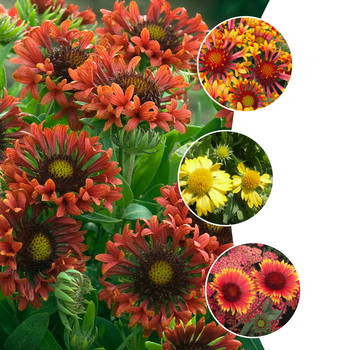 Gaillardia 'Multiple Varieties' - Gaillardia - Blanket Flower