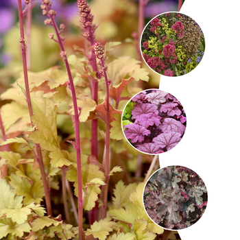 Multiple Varieties - Heuchera - Coral Bells