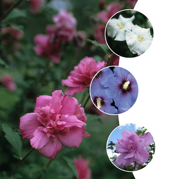 Multiple Varieties - Hibiscus - Rose of Sharon
