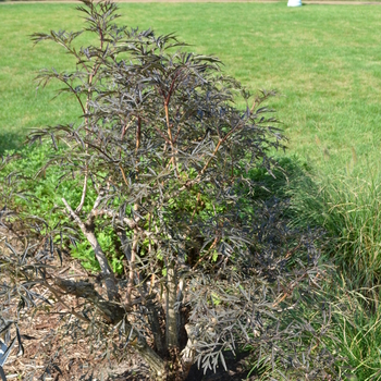 Sambucus - Elderberry