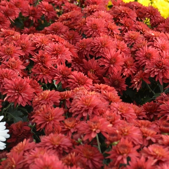 Chrysanthemum 'Assorted Varieties' - Belgian® Mum