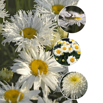 Multiple Varieties - Shasta Daisy