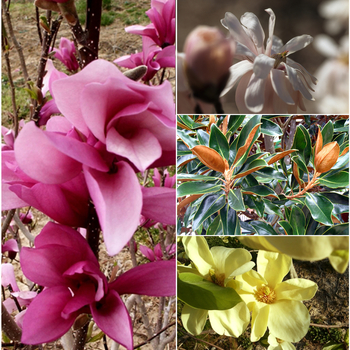 Multiple Varieties - Magnolia