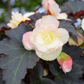 Begonia - 'Antique Lemon'