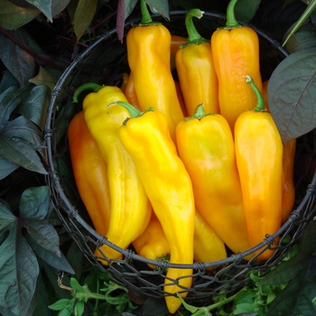 Sweet Banana - Pepper