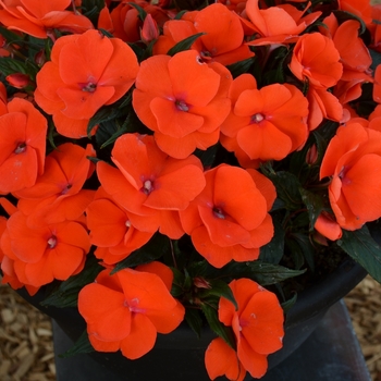 Impatiens - New Guinea Impatiens