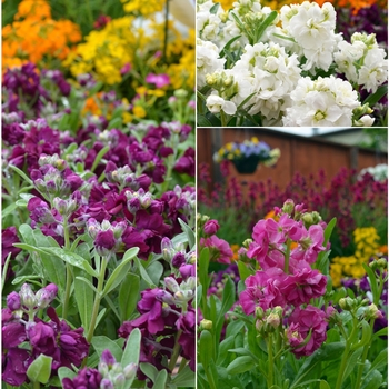 Matthiola incana - Stock, Assorted