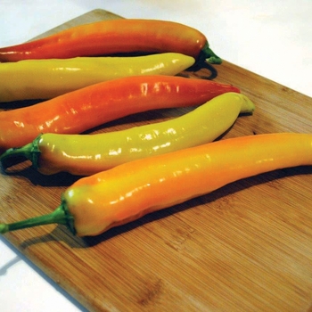 ’ - hungarian hot pepper