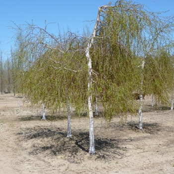 Betula pendula 'Youngii' - Young's Weeping Birch