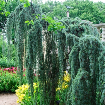 Cedrus atlantica 'Glauca Pendula' - Weeping Cedar