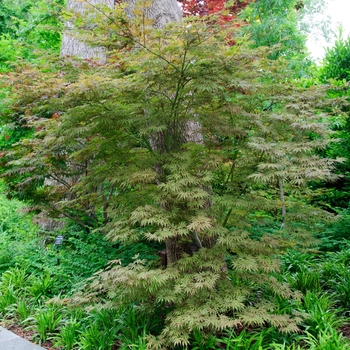 Acer palmatum 'Mikazuki' - Mikazuki Japanese Maple