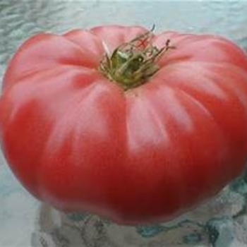 tomatoe - beef steak