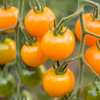 Tomatoe - Sun Sugar
