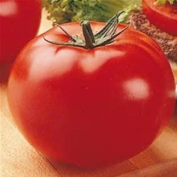 Tomatoe - Big Beef